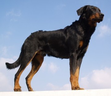 Beltz De la caste du clos thomas
