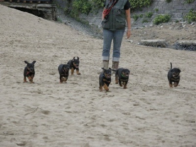 du chemin de Belharra - Chiots beauceron LOF disponible