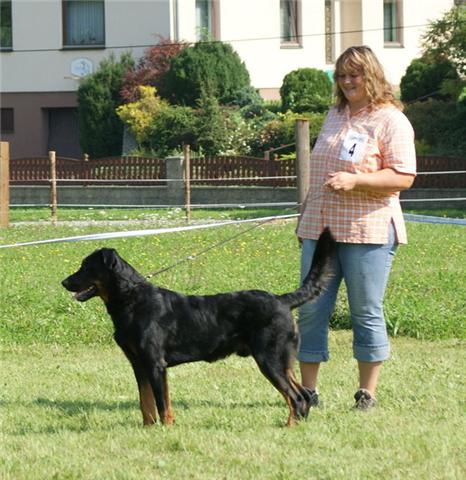les chiots de txera et artzain septembre 2008