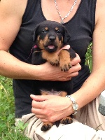 CHIOT