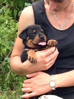 CHIOT