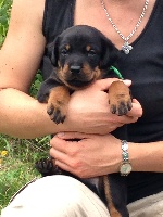 CHIOT
