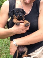 CHIOT